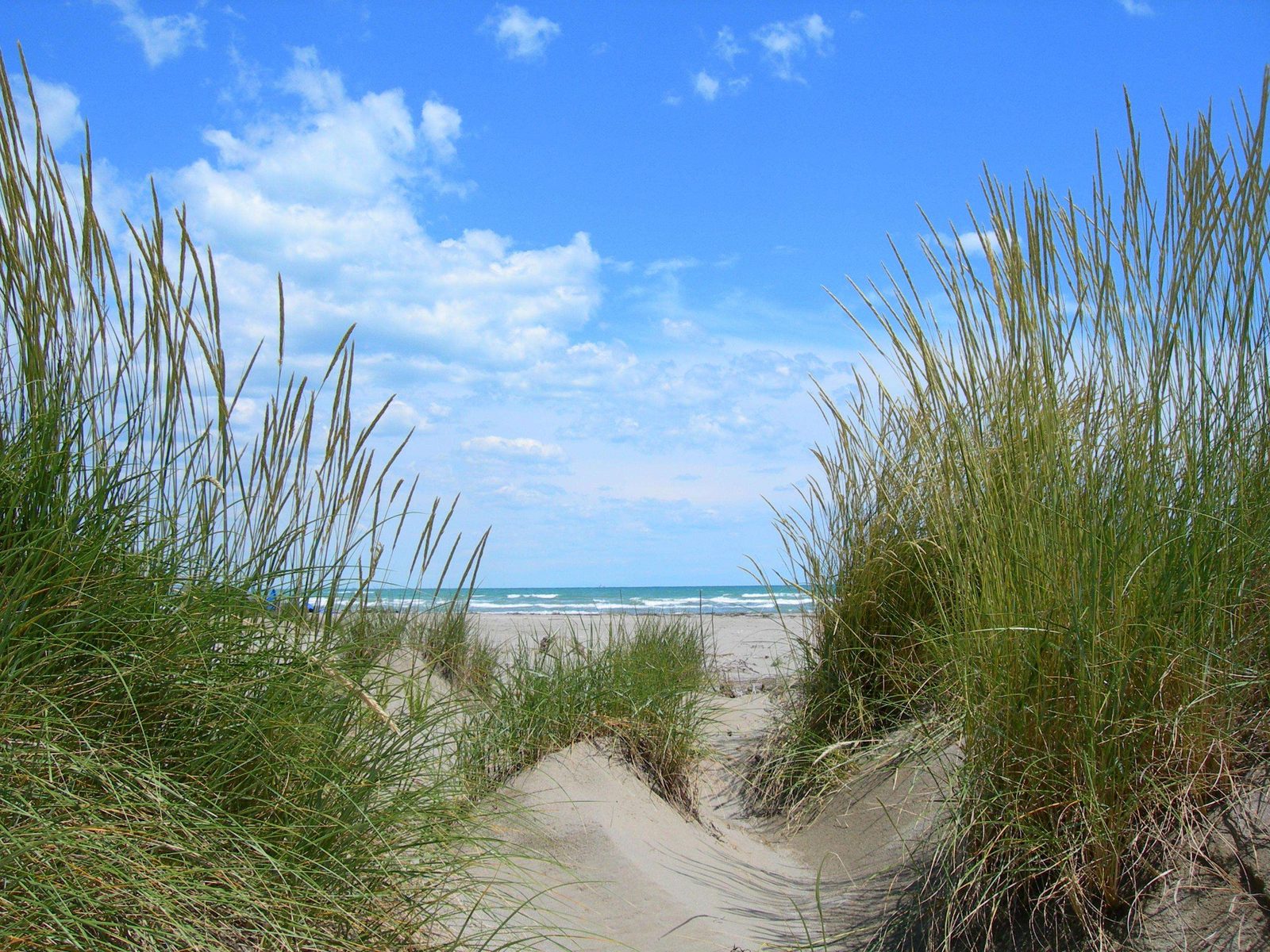 Oasi WWF Dune degli Alberoni, Venecia